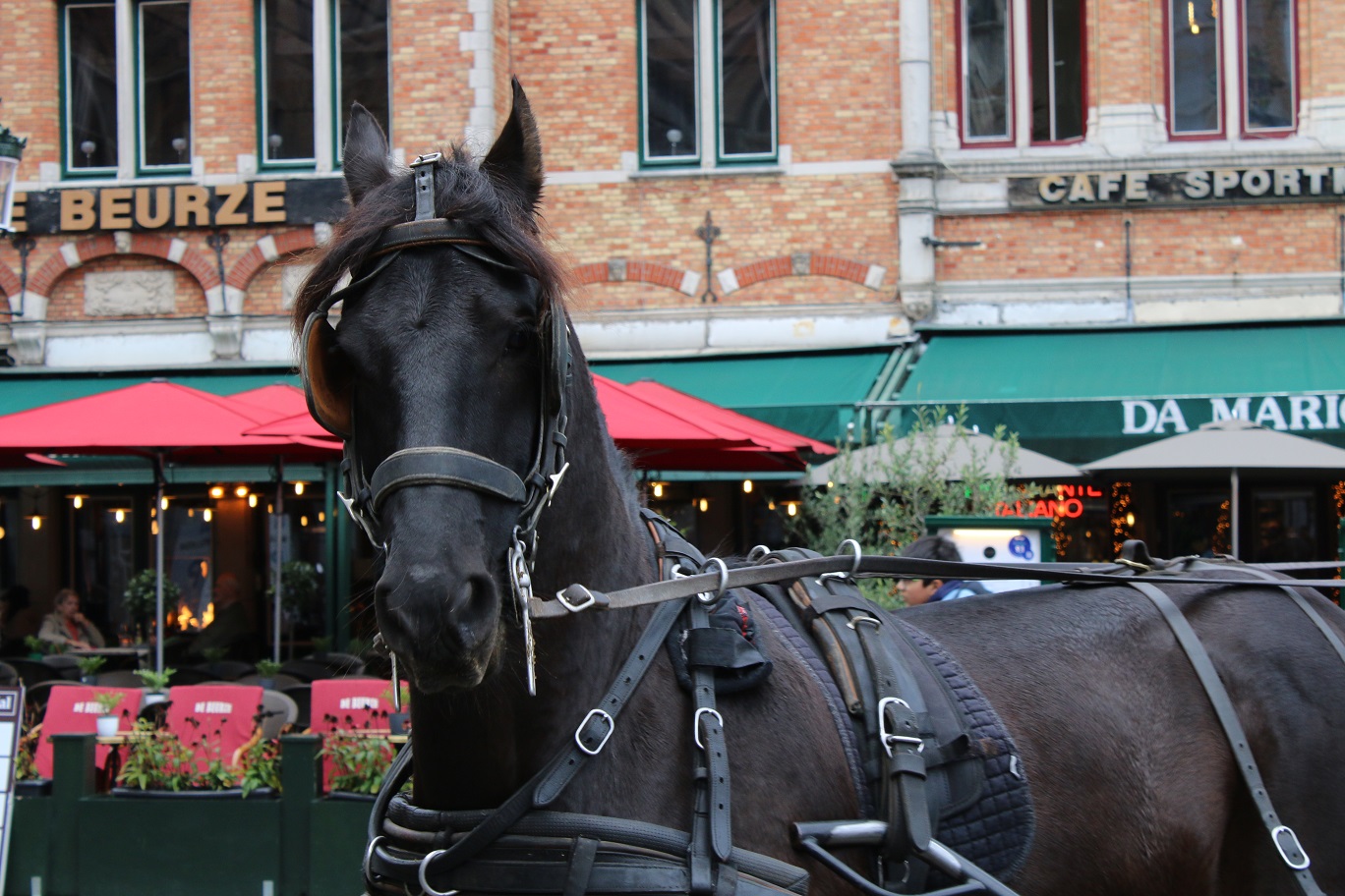 Historic Bruges